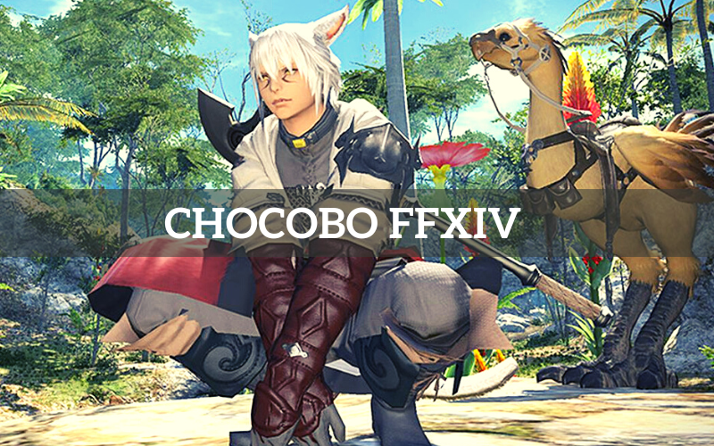 Chocobo FFXIV